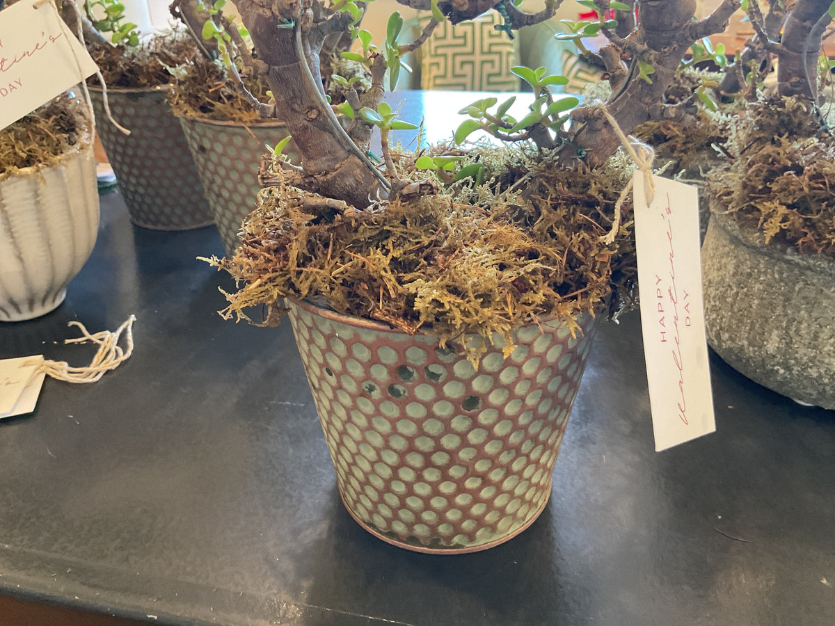 Dotted tin bonsai tree heart
