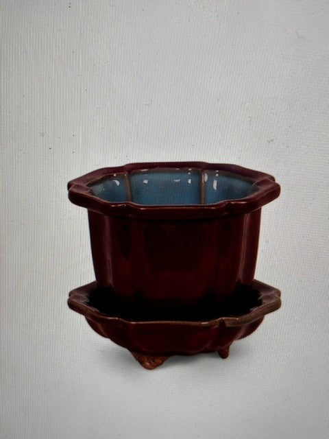 Burgundy Blue Flower Lotus Pot