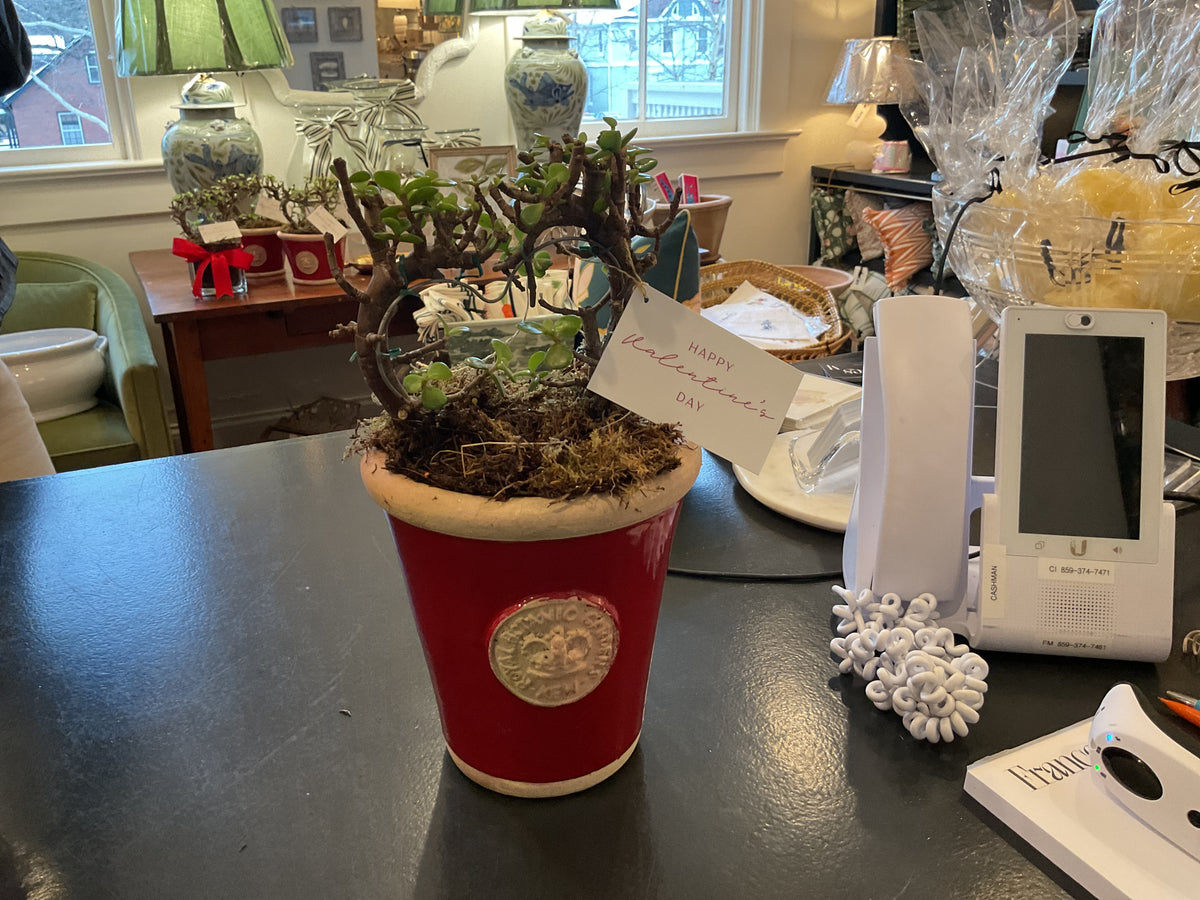 Cotswold long Toms small heart bonsai