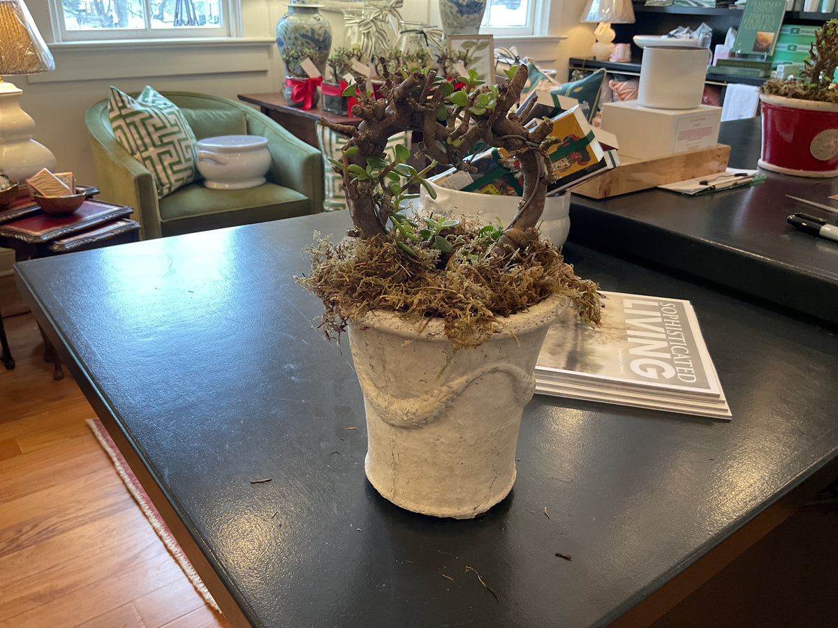 White Potted Heart Jade Bonsai