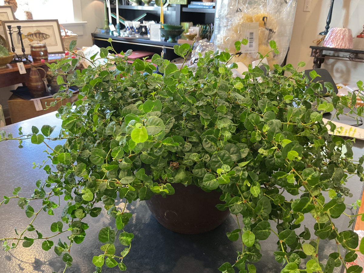 Exotic Angel Plant