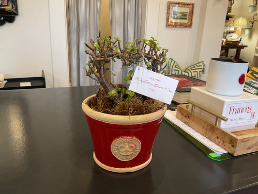 Windsor Key Low Small Heart Bonsai