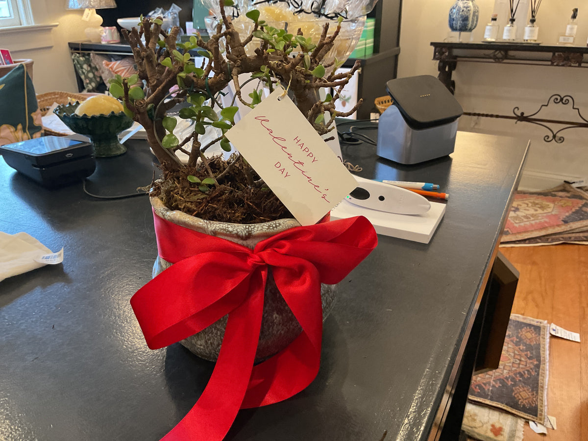 Tan speckled potted heart bonsai