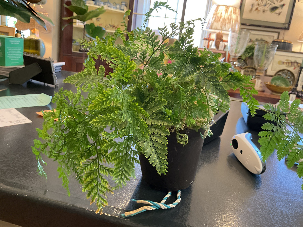 15 oz. Fern