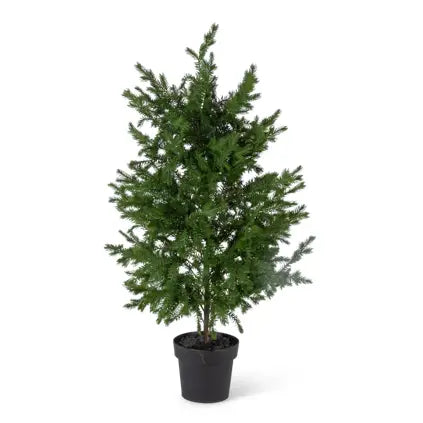 Potted Cedar Tree