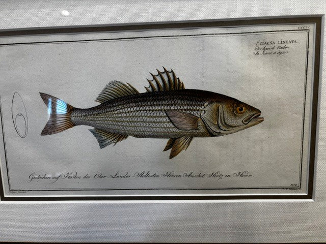 Scaena Fish Print