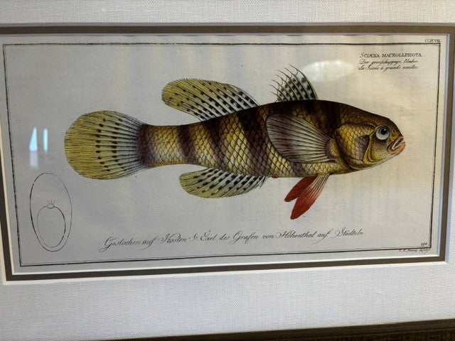 Scaena Fish Print