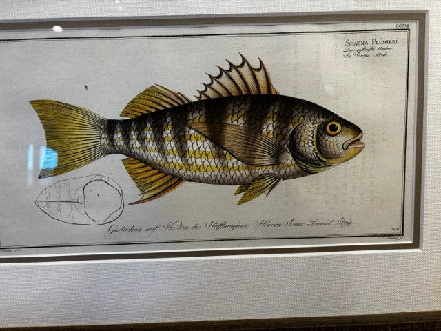 Scaena Fish Print