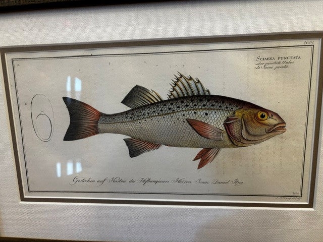 Scaena Fish Print